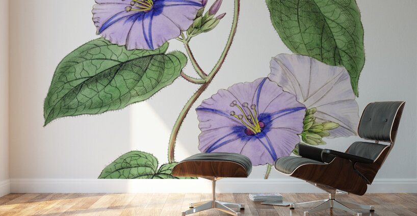 Hoary jacquemontia from Edwards Botanical Register 1829-1847  by Sydenham Edwards John Lindley and James Ridgway. Wall Murals