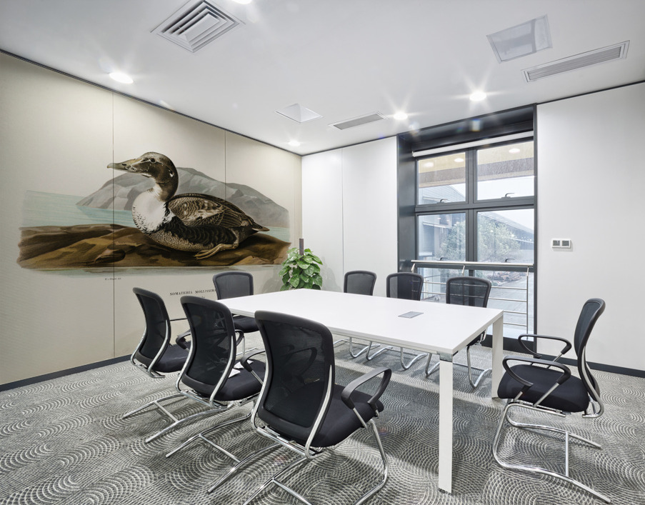 Eider Somateria mollissima Wall Printing