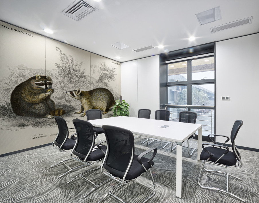 Raccoon Procyon lotor Wall Printing