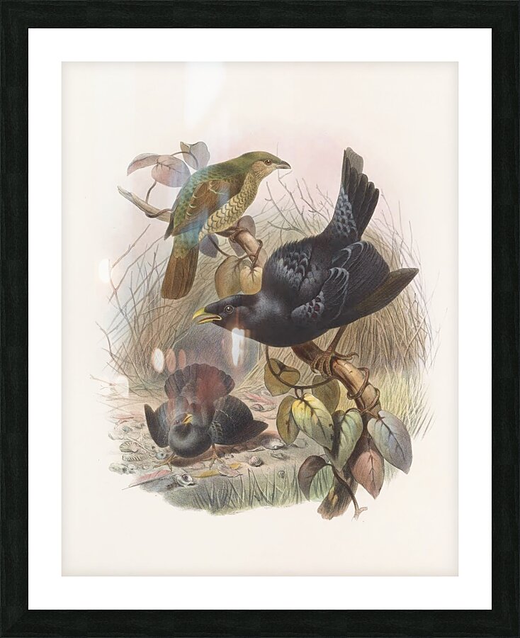 Ptilorhynchus violaceus 1873 Picture Frame print