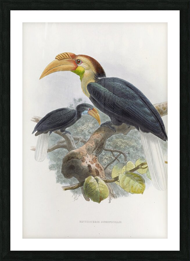 Rhytidoceros subruficollis 1882 Picture Frame print