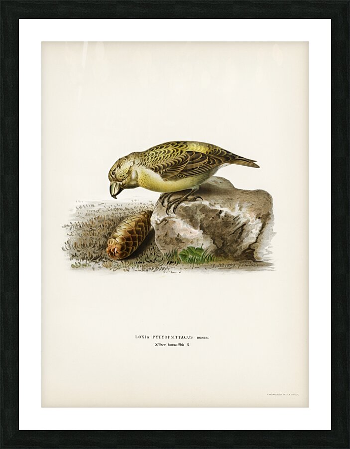 Parrot crossbill Loxia pytyopsittacus Picture Frame print