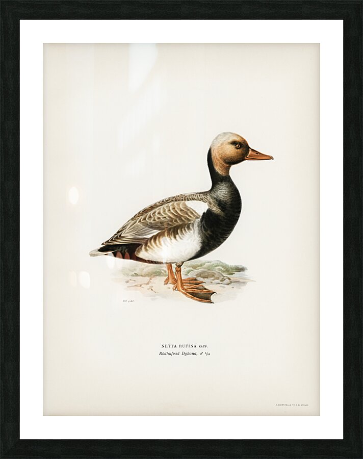 Red-crested Pochard Netta rufina Picture Frame print