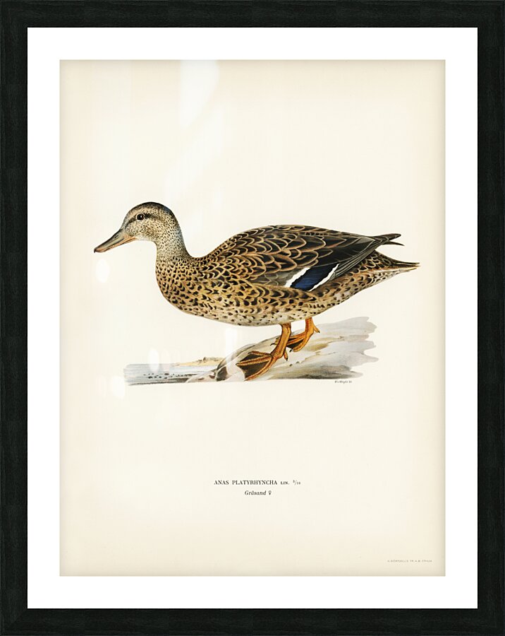 Mallard female Anas platyrhynchos Picture Frame print