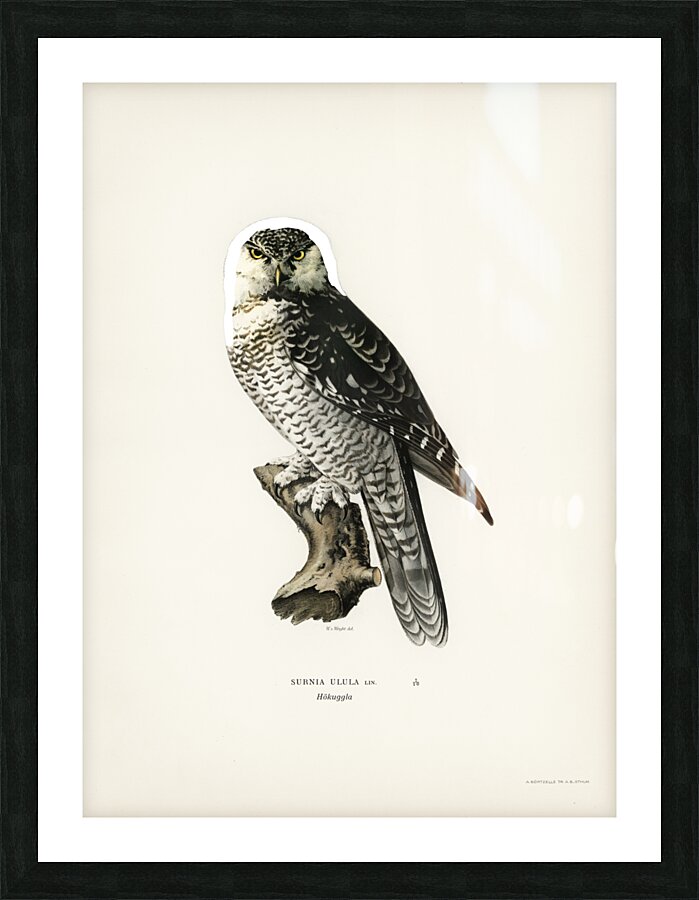 Northern hawk-owl SURNIA ULULA Picture Frame print