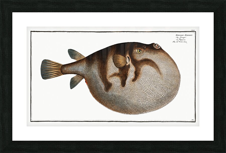 Sea Weather-Cock Tetrodon Hispidus Picture Frame print