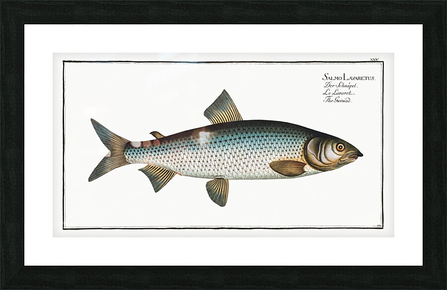 Gwiniad Salmo Lavaretus Picture Frame print