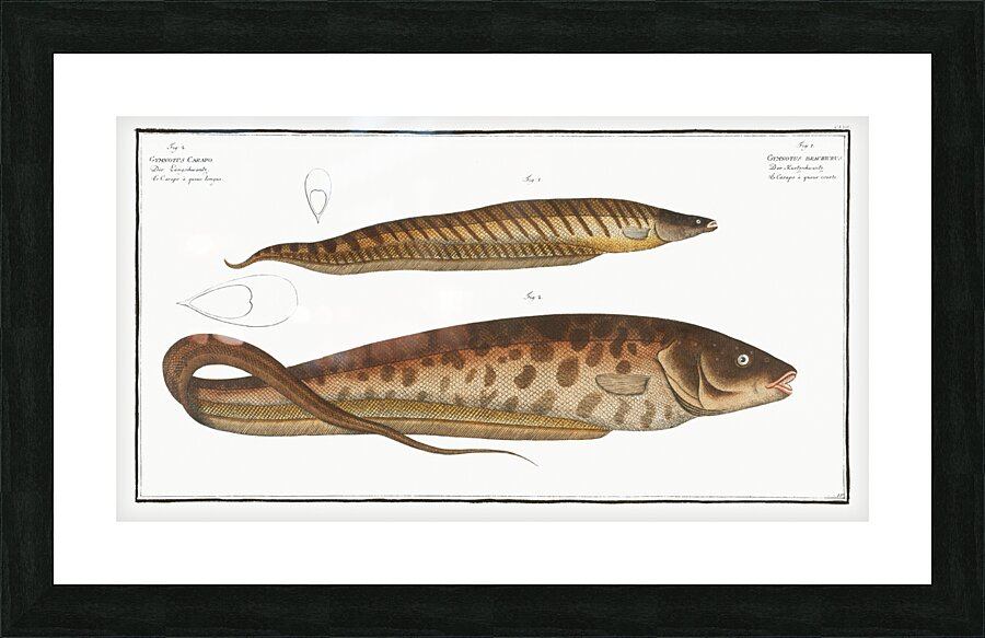 1. Gymnotus brachiurus 2. Gymnotus Carapo Picture Frame print