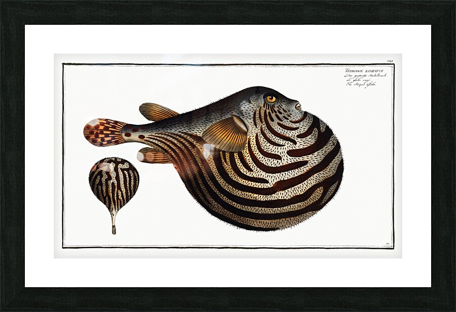 Striped Globe Tetrodon leneatus Picture Frame print