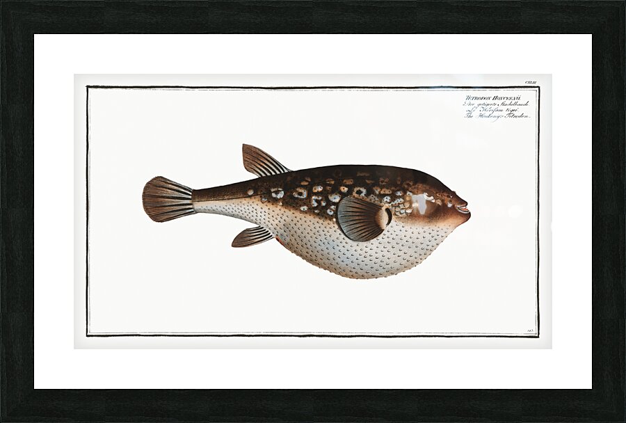 Honkenys Tetrodon Tetrodon Honckenii Picture Frame print