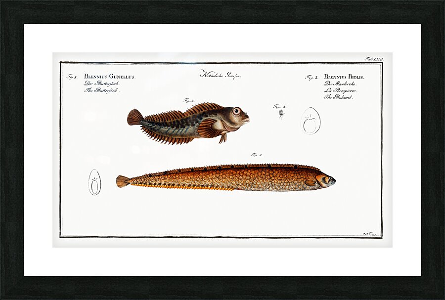 1. Butterfish Blennius Gunellus 2. Bulcard Blennius Pholis Picture Frame print