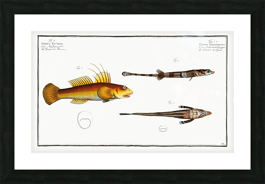 1. 2. Cottus monopterigius 3. Gobius Plümieri Picture Frame print