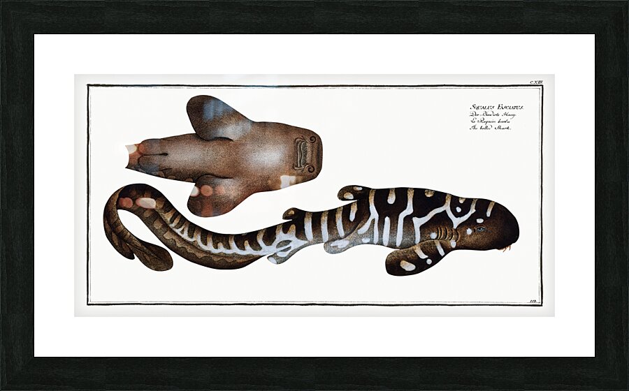 Belted Shark Squalus Fasciatus Picture Frame print