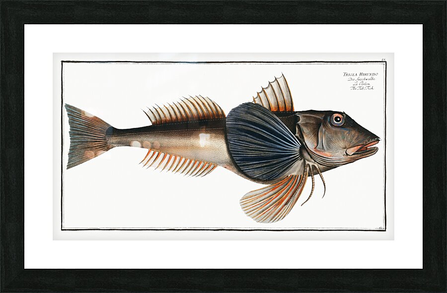 Tub-Fish Trigla Hirundo Picture Frame print