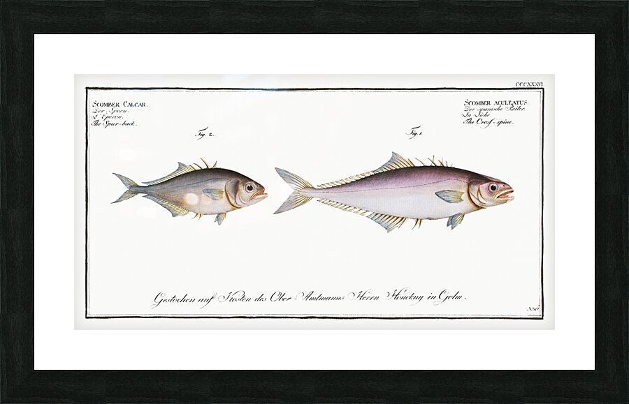 1. Cross-spine Scomber aculeatus 2. Spur-back Scomber Calcar Picture Frame print
