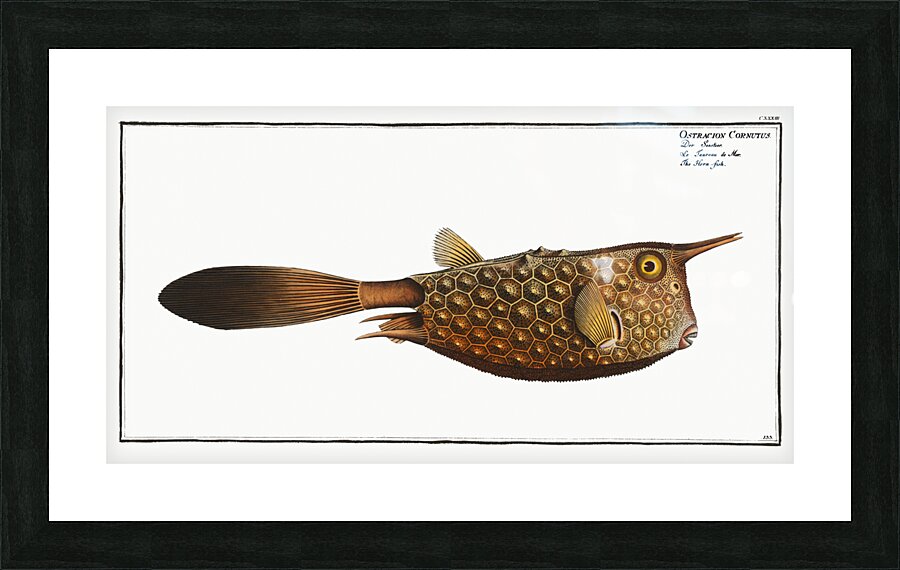 Horn-fish Ostracion Cornutus Picture Frame print