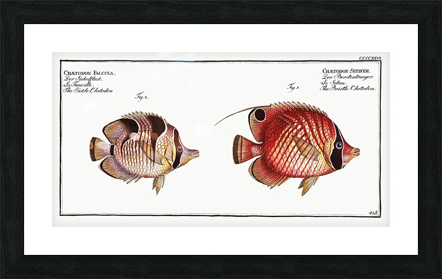 1. Bristle-Chetodon Chaetodon Setifer 2. Sickle-Chetodon Chaetodon Falcula Picture Frame print