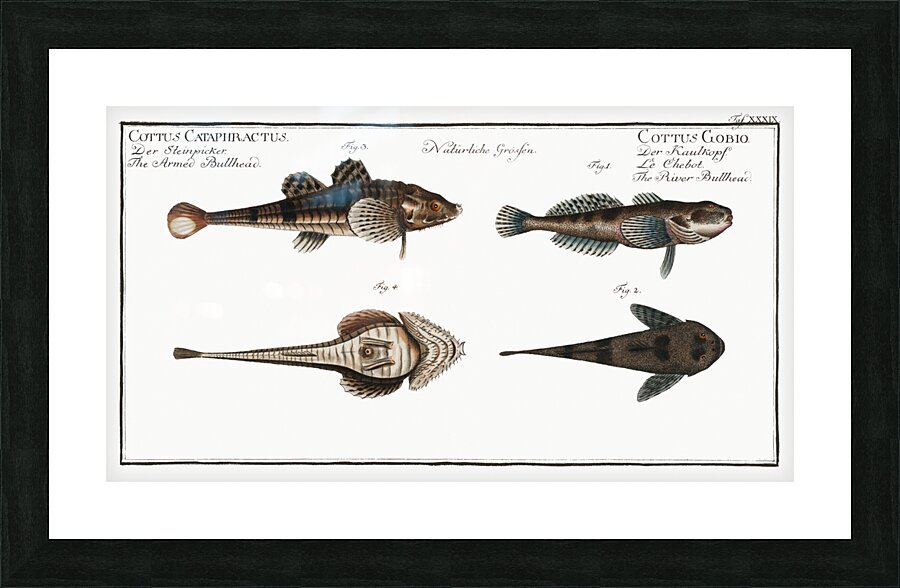 1. 2. River Bullhead Cottus Gobio 3. 4. Armed Bullhead Cottus Cataphractus Picture Frame print