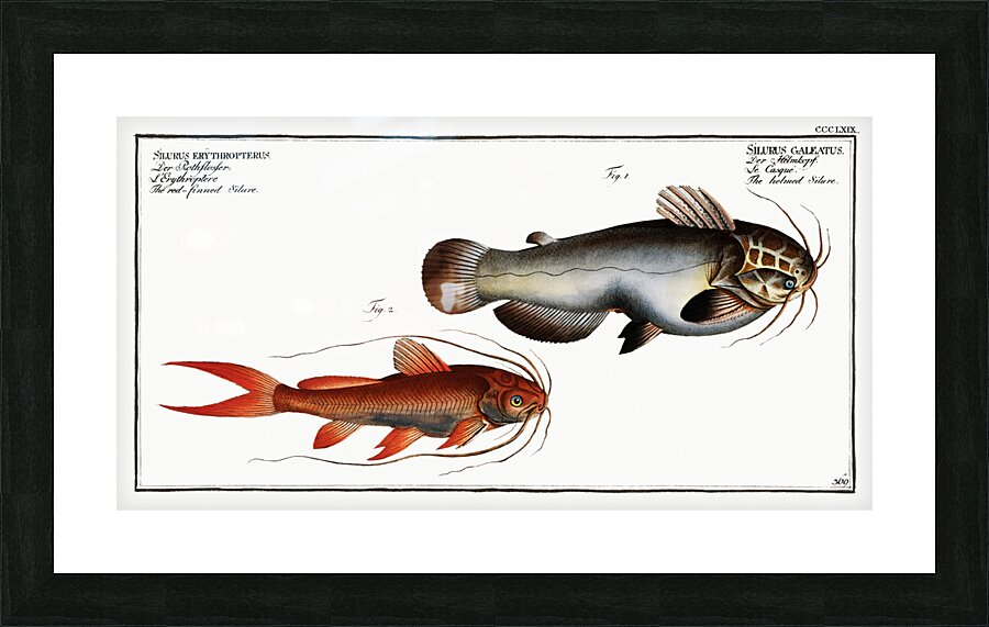 1. Helmed Silure Silurus galeatus 2. Red-finned Silure Silurus erythropterus Picture Frame print