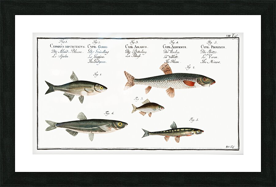 1. Sperlin Cyprinus bipunctatus 2. Bitter-Carp Cyprinus Gobio 3. Bitter-Carp Cyprinus Amarus 4. Bleak Cyprinus Alburnus 5. Minow Cyprinus Phoxinus Picture Frame print