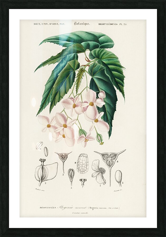 Begonia Begonia incarnata Picture Frame print