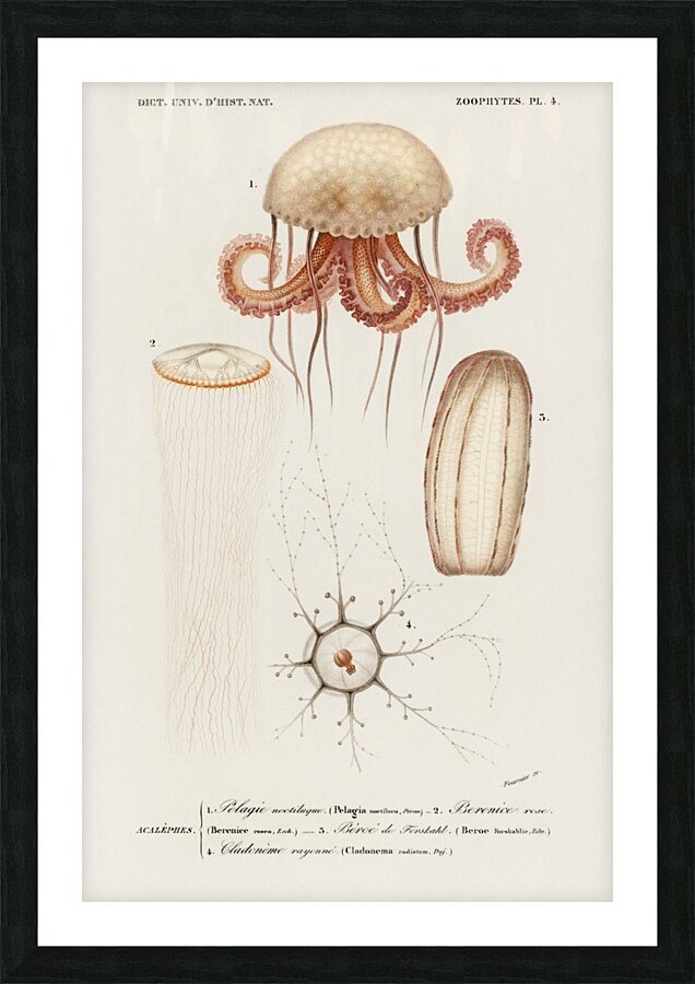 Different types of marine life Picture Frame print