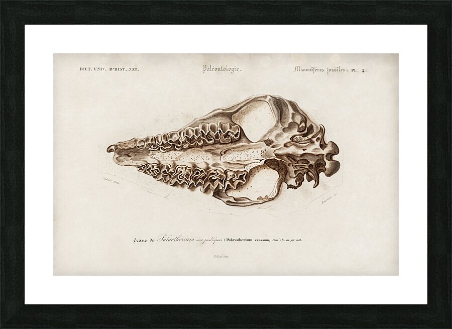 Odd-toed unlate Palaeotherium Picture Frame print
