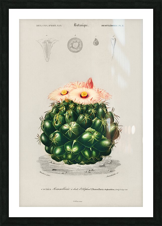 Starry Ball Mammillaria elephantidens Impression et Cadre photo