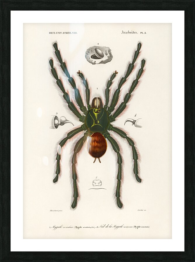 Sea Island cotton gossypium vitifolium Picture Frame print