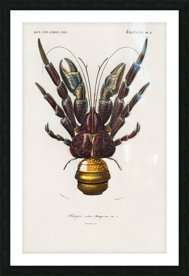 Coconut Crab Birgus latroi Picture Frame print
