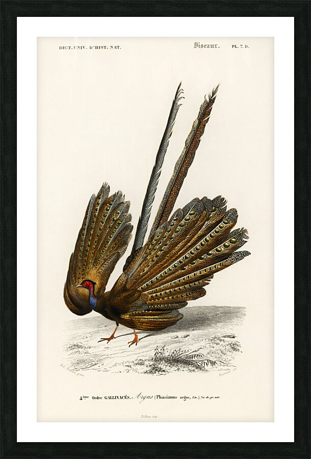 Great argus Phasianus argus Picture Frame print