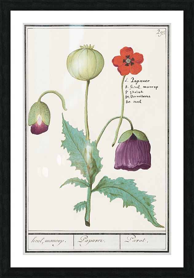 Poppy in vintage style Picture Frame print