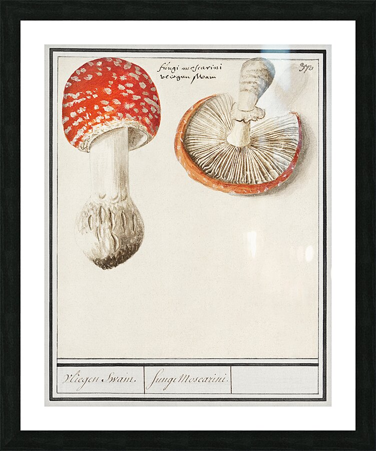 Mushrooms in vintage style Picture Frame print