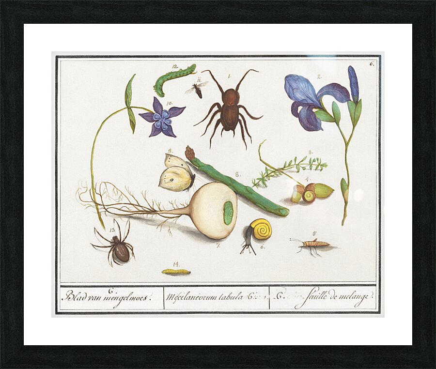 Nature ensemble in vintage style Picture Frame print