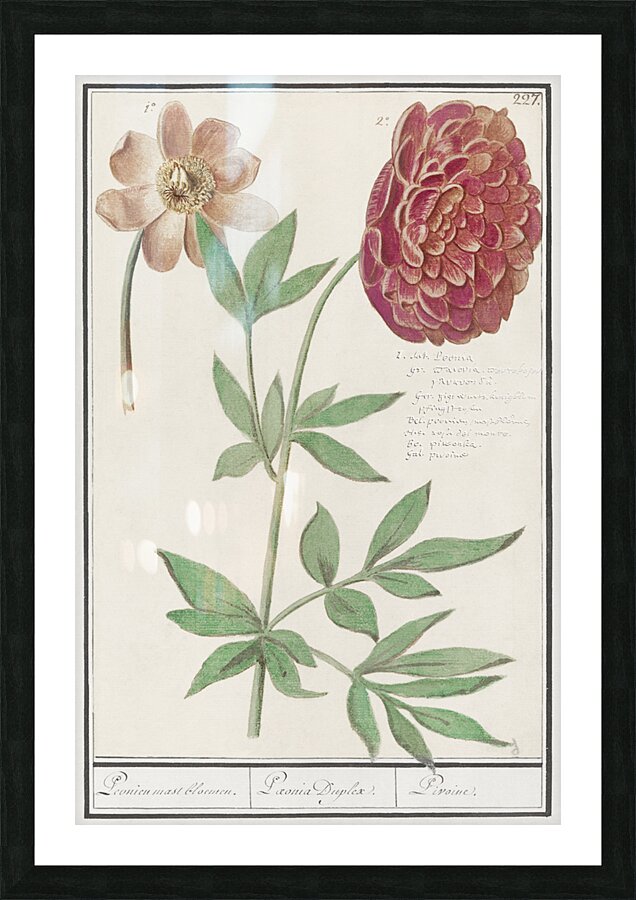 Peony in vintage style Picture Frame print