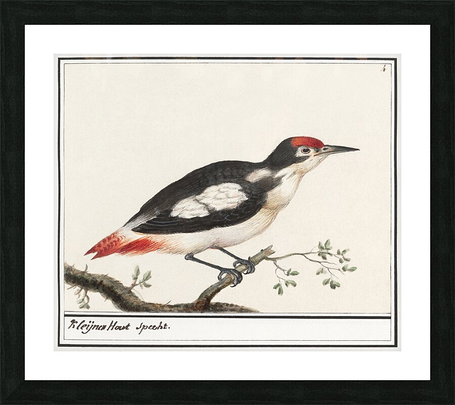 Lesser spotted woodpecker in vintage style Picture Frame print
