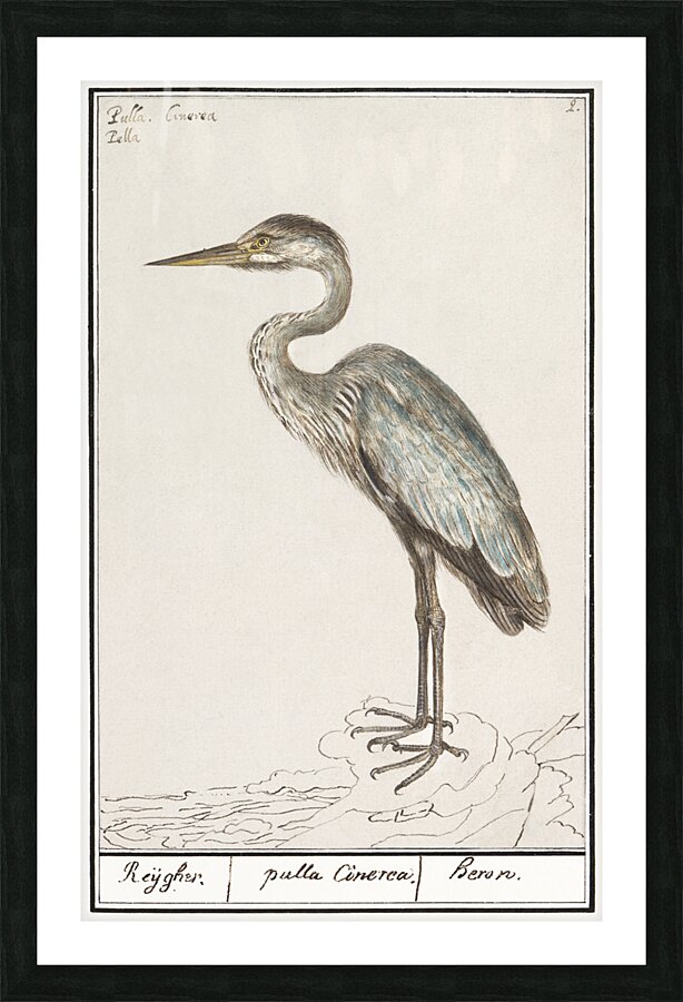 Blue heron in vintage style Picture Frame print
