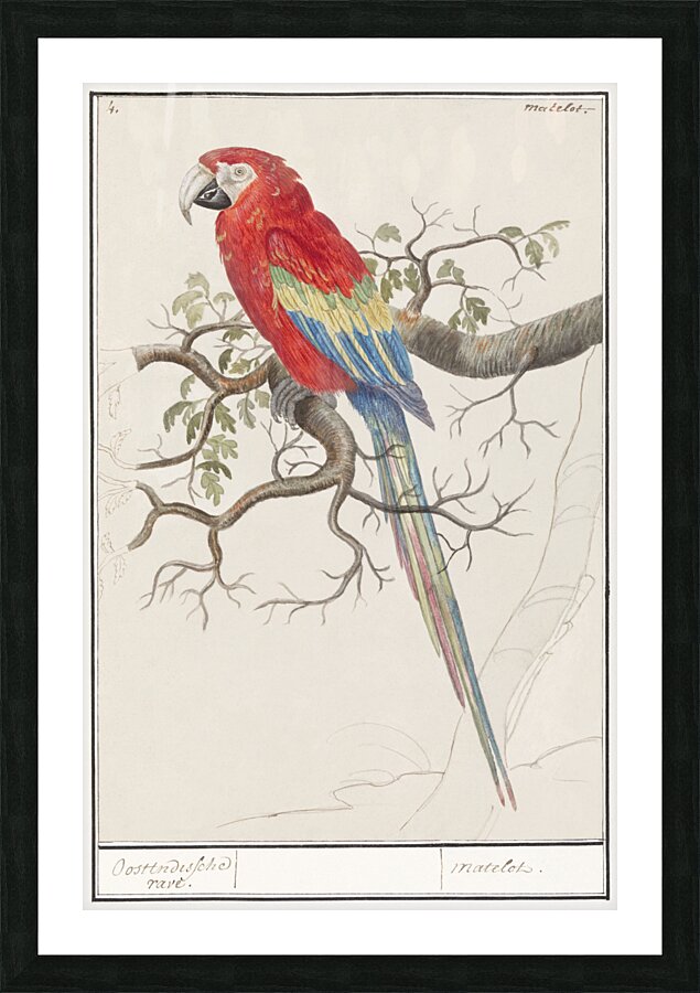 Scarlet macaw in vintage style Impression et Cadre photo