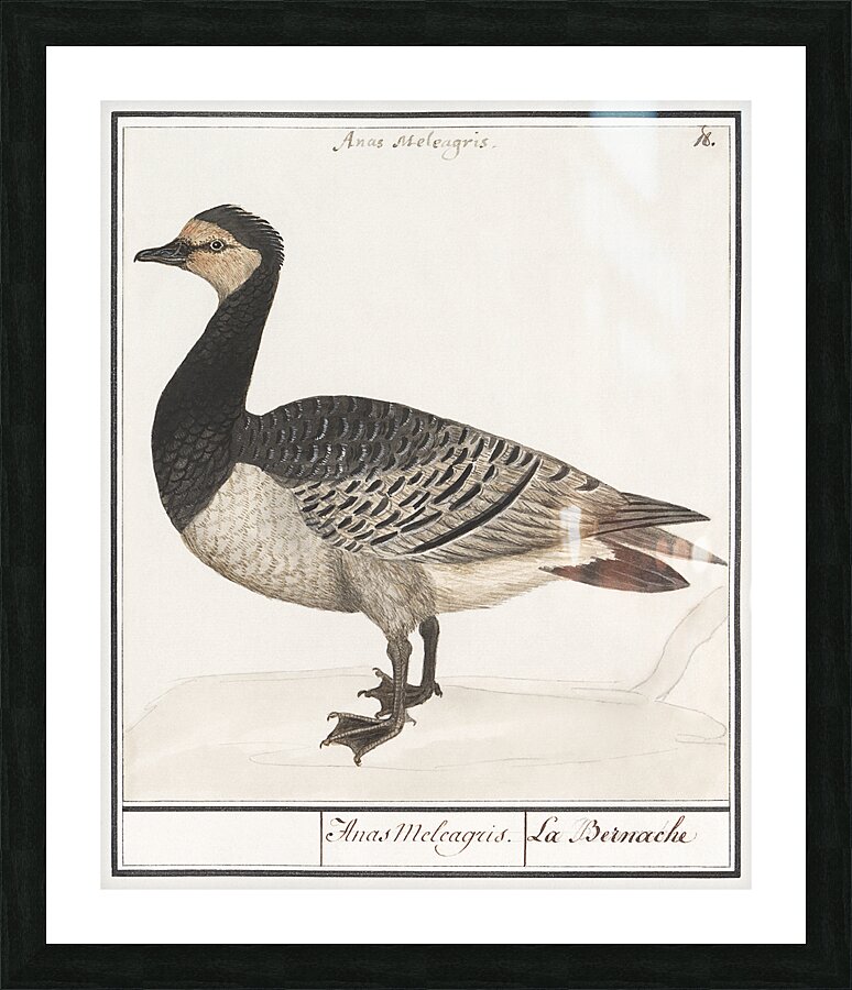 Domestic goose in vintage style Picture Frame print
