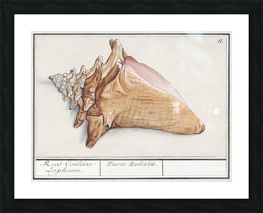 Swan in vintage style Picture Frame print