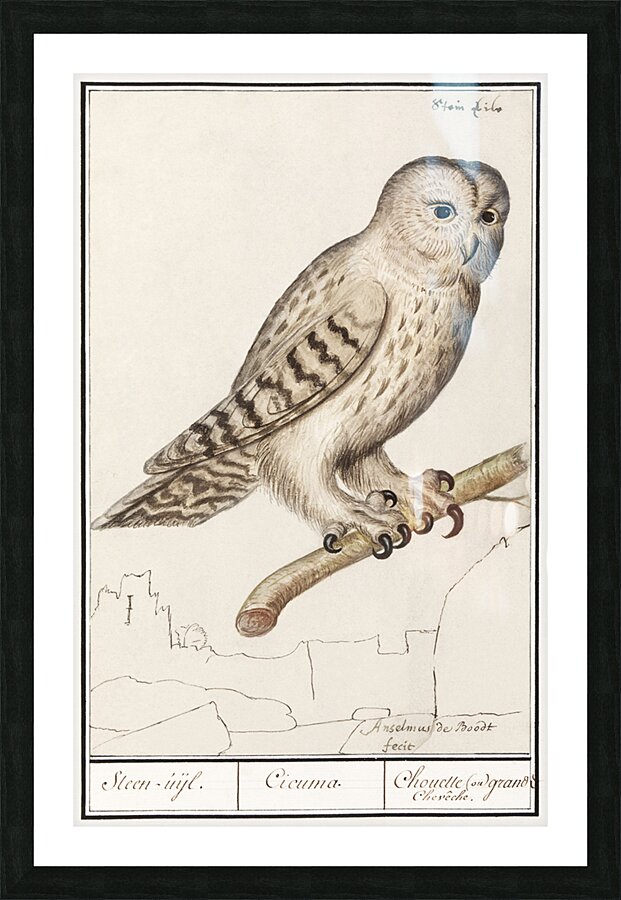 European green woodpecker in vintage style Picture Frame print