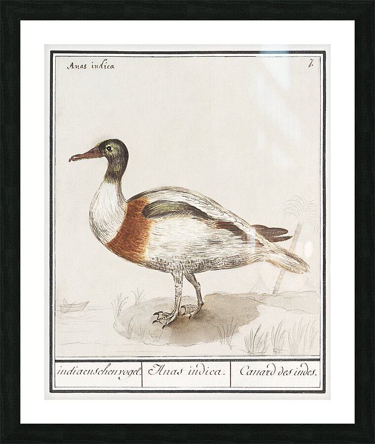 Indian runner duck in vintage style Picture Frame print