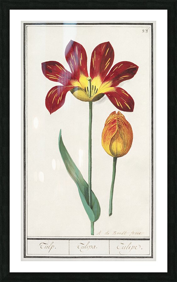 Tulip in vintage style Picture Frame print