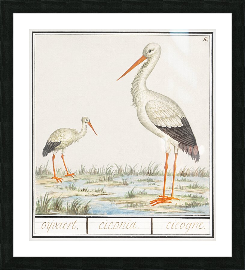 Stork in vintage style Picture Frame print