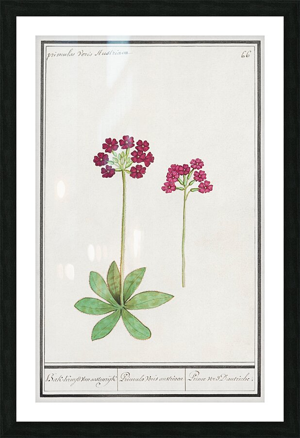 Primrose in vintage style Picture Frame print