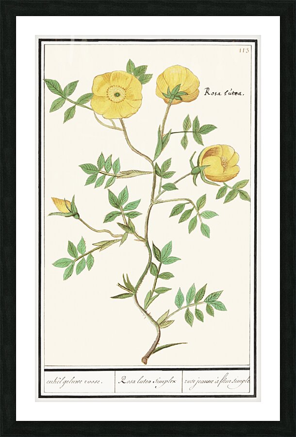 Yellow rose in vintage style Picture Frame print