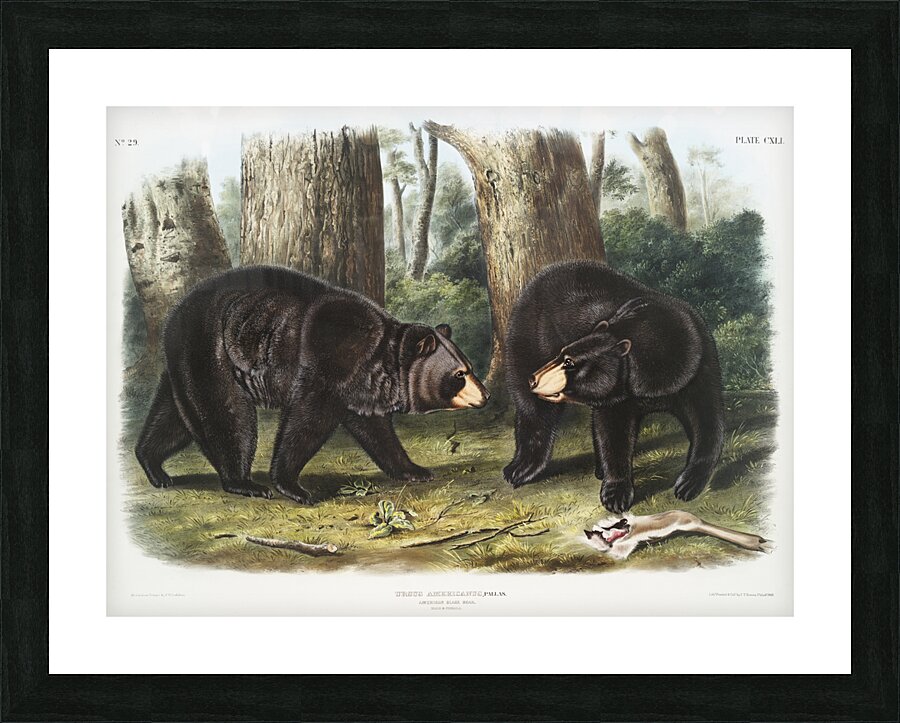 Rocky Mountain Hare Lepus Townsendii  Picture Frame print