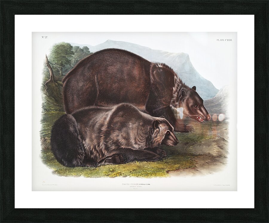 Pouched Jerboa Mouse Dipodomys Phillipsii  Picture Frame print