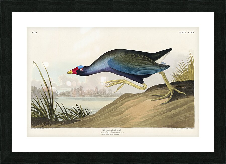 Black Vulture or Carrion Crow Picture Frame print