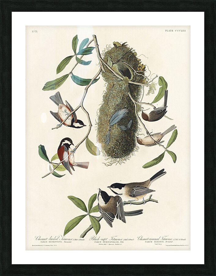 Chesnut-backed Titmouse Black-capt Titmouse and Chesnut-crowned Titmouse Picture Frame print